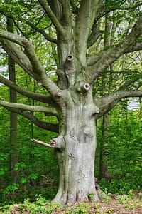 Beuk eigenschappen Blog Beuk en Vlier Recht uit t Kruid